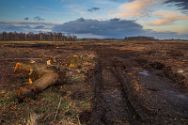 Artenschutz im großen Torfmoor und Bastauwiesen ? Fehlgeleiteter Naturschutz im Kreis Minden-Lübbecke.
