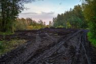Die Zerstörung eines Biotops im Großen Torfmoor. Oktober 2024.