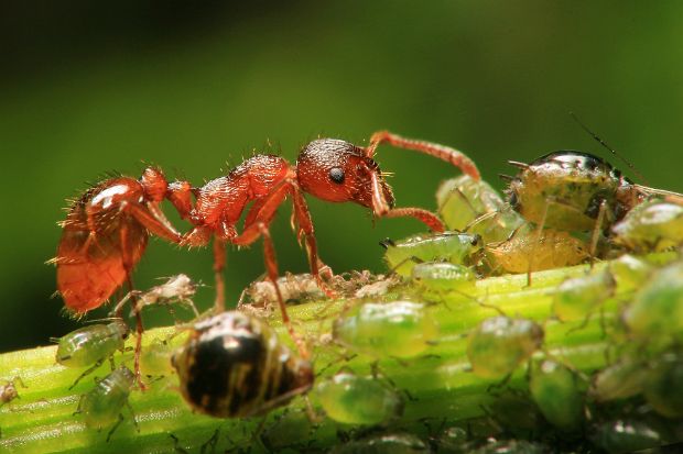 Insekten Makros
