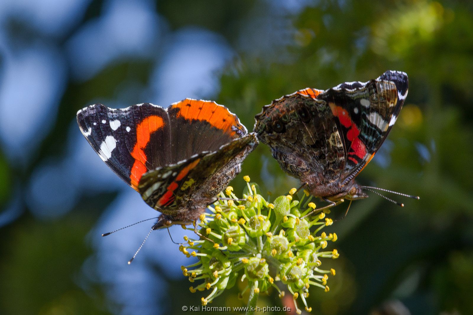 Insekten Heimische Insekten, Asseln und Spinnen.