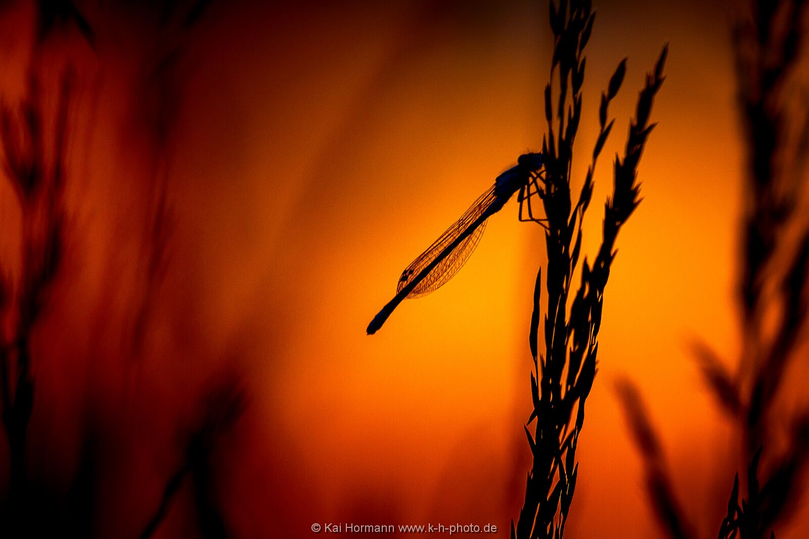 Insekten Heimische Insekten, Asseln und Spinnen.