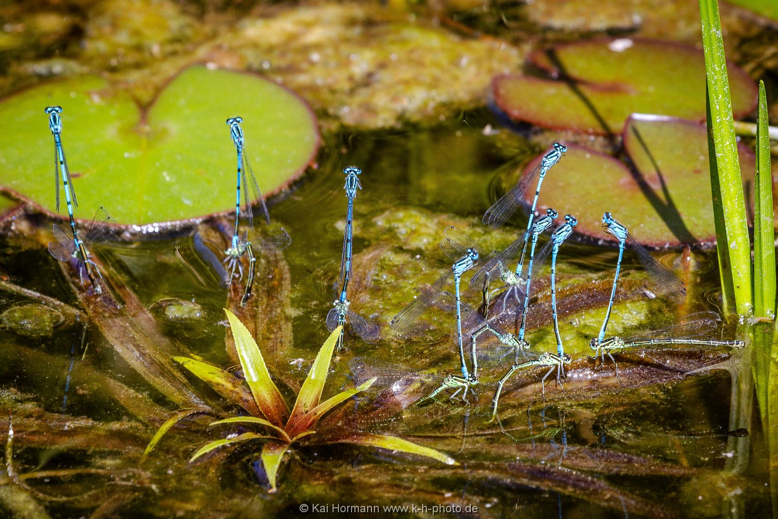 Insekten Heimische Insekten, Asseln und Spinnen.