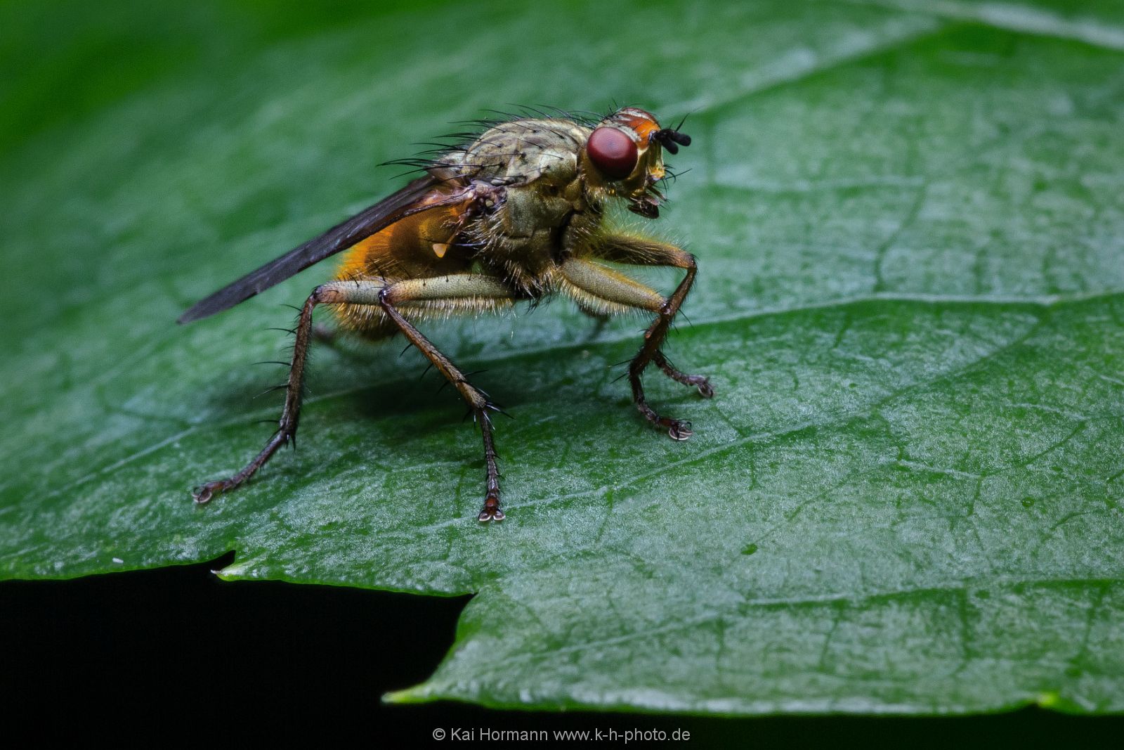Insekten Heimische Insekten, Asseln und Spinnen.