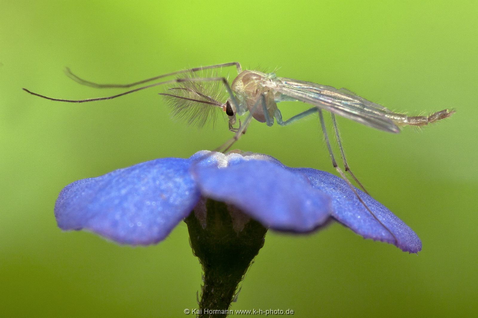 Insekten Heimische Insekten, Asseln und Spinnen.