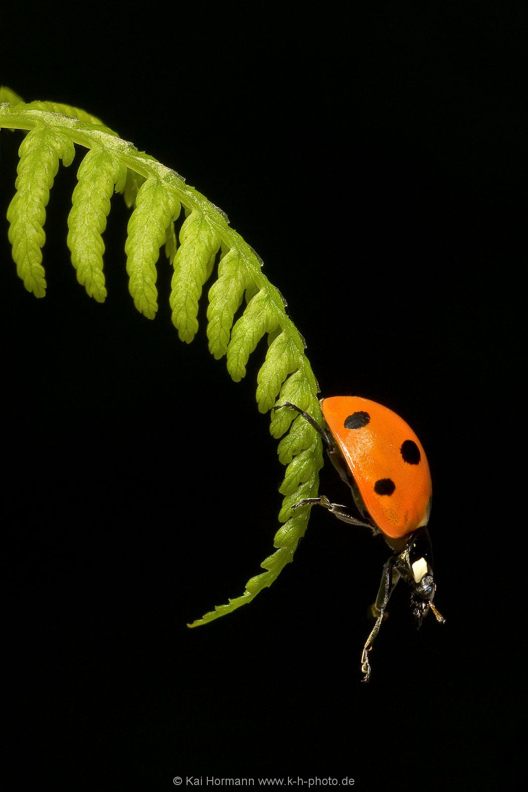 insekten-makro-003 Heimische Insekten, Asseln und Spinnen.