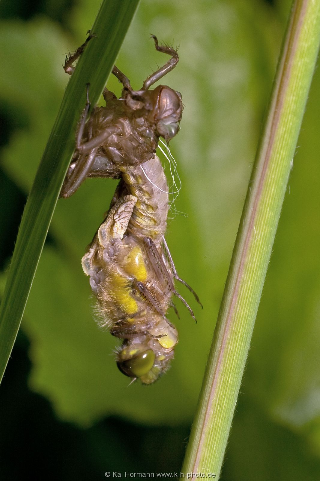 insekten-makro-008 Heimische Insekten, Asseln und Spinnen.