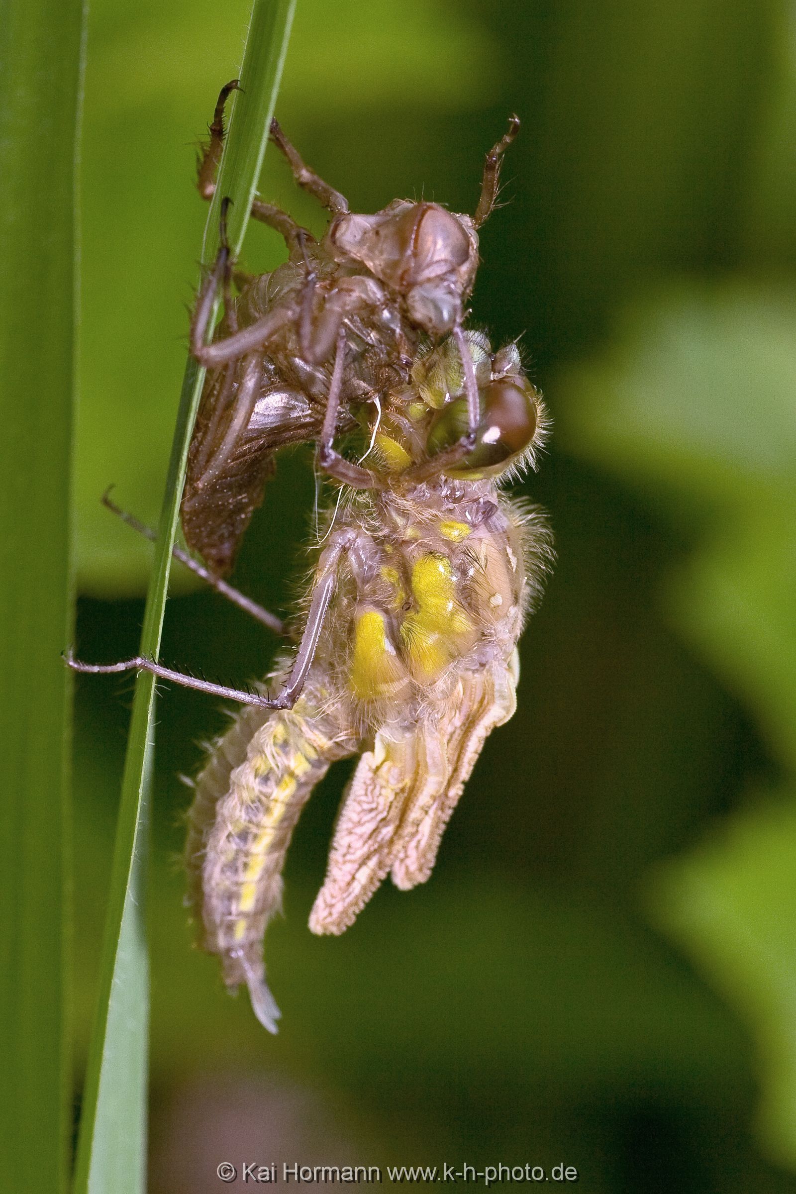 insekten-makro-009 Heimische Insekten, Asseln und Spinnen.