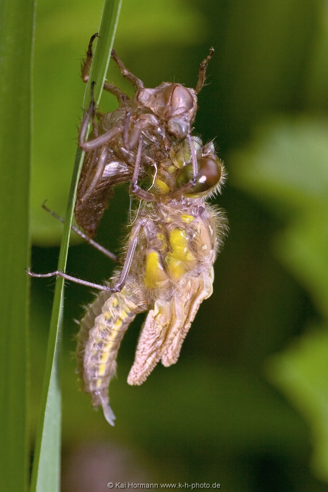 insekten-makro-009 Heimische Insekten, Asseln und Spinnen.