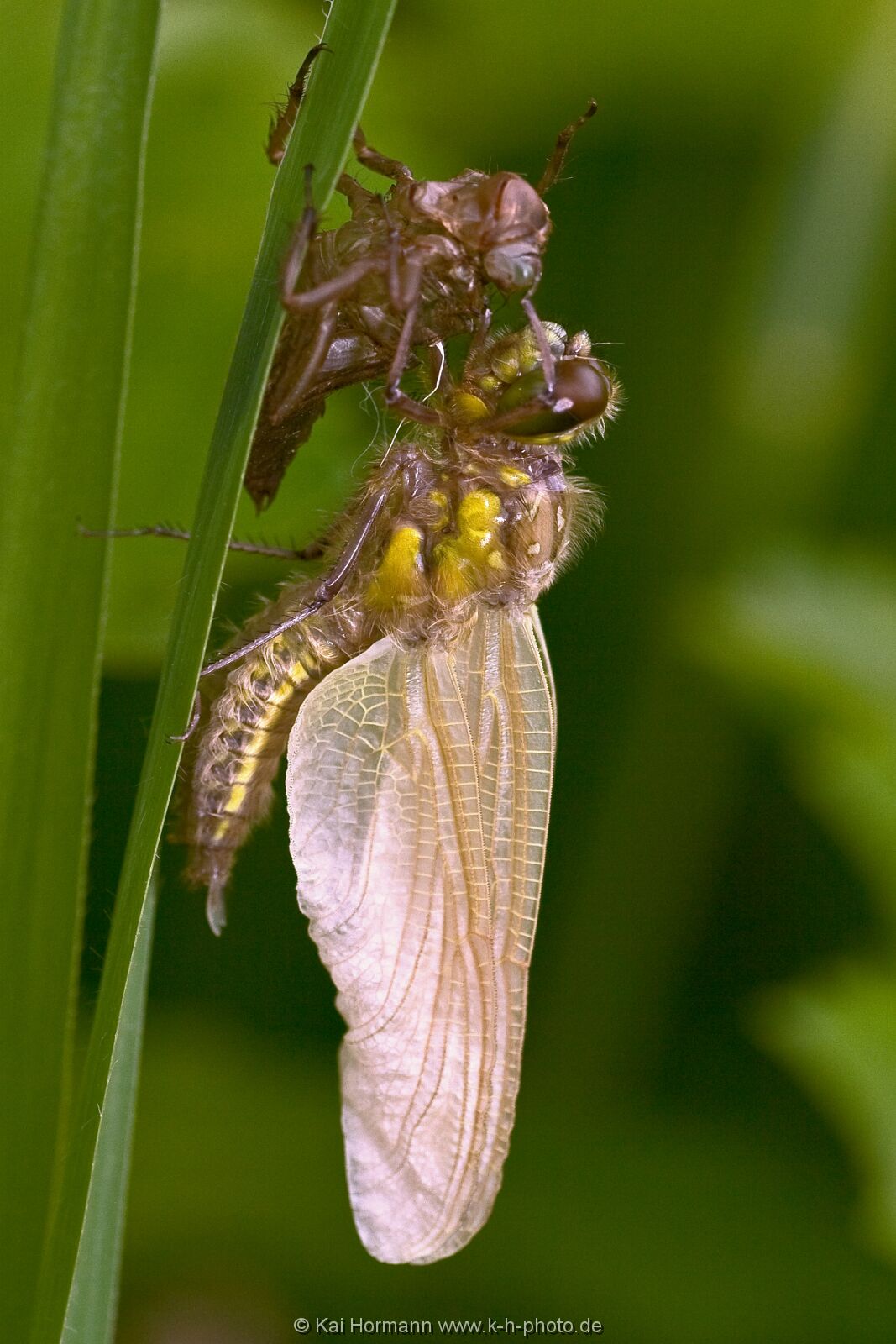 insekten-makro-010 Heimische Insekten, Asseln und Spinnen.
