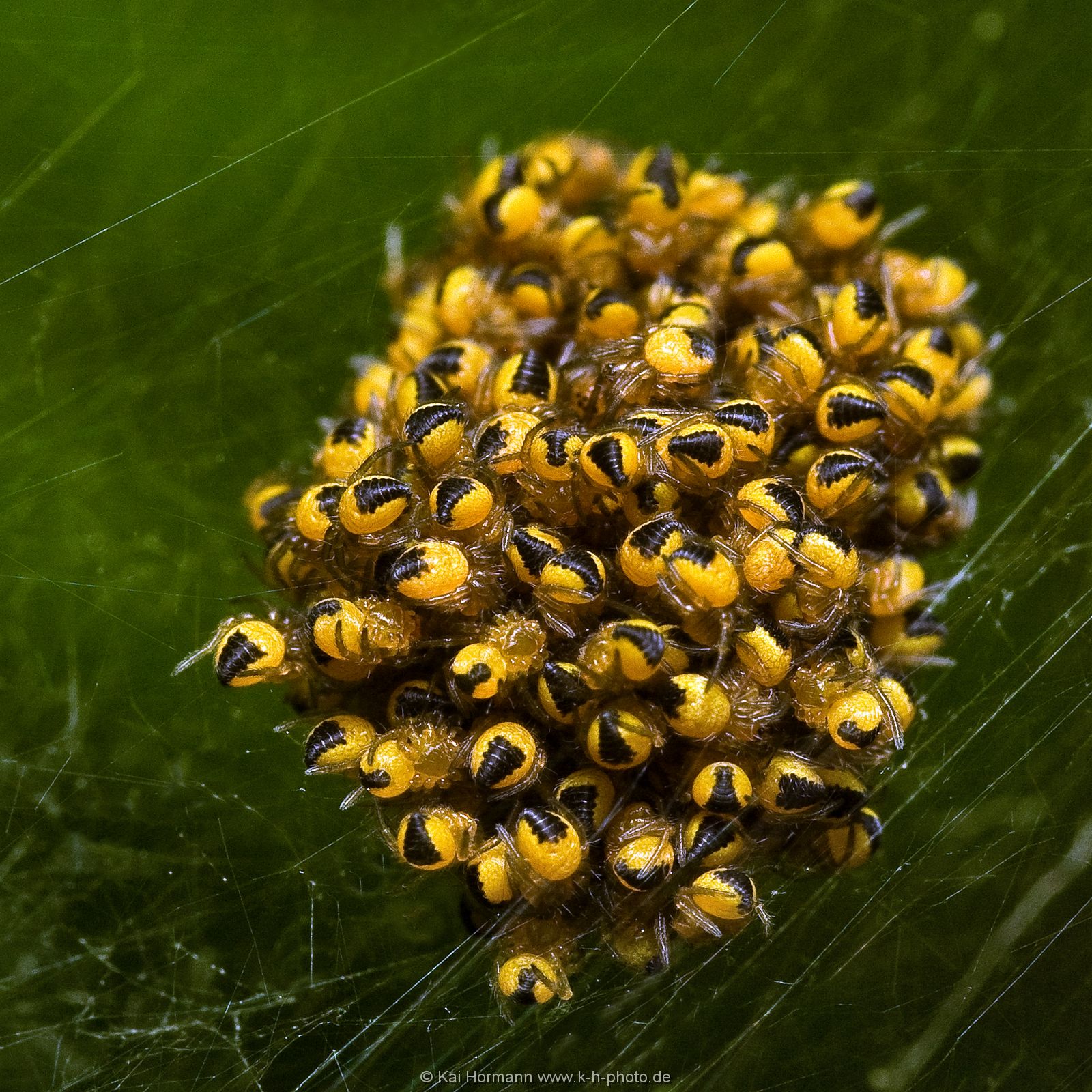 insekten-makro-016 Heimische Insekten, Asseln und Spinnen.