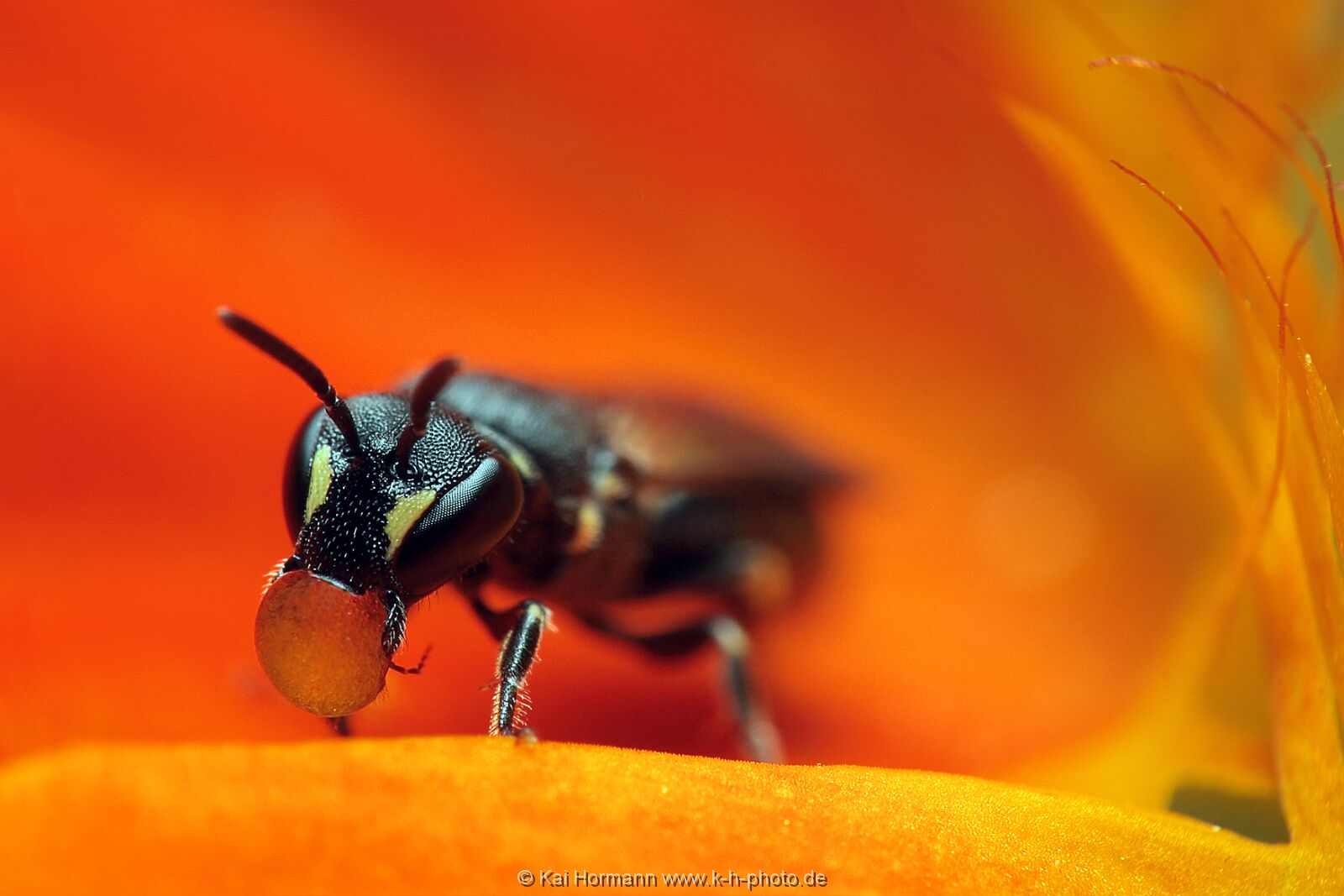 insekten-makro-035 Heimische Insekten, Asseln und Spinnen.