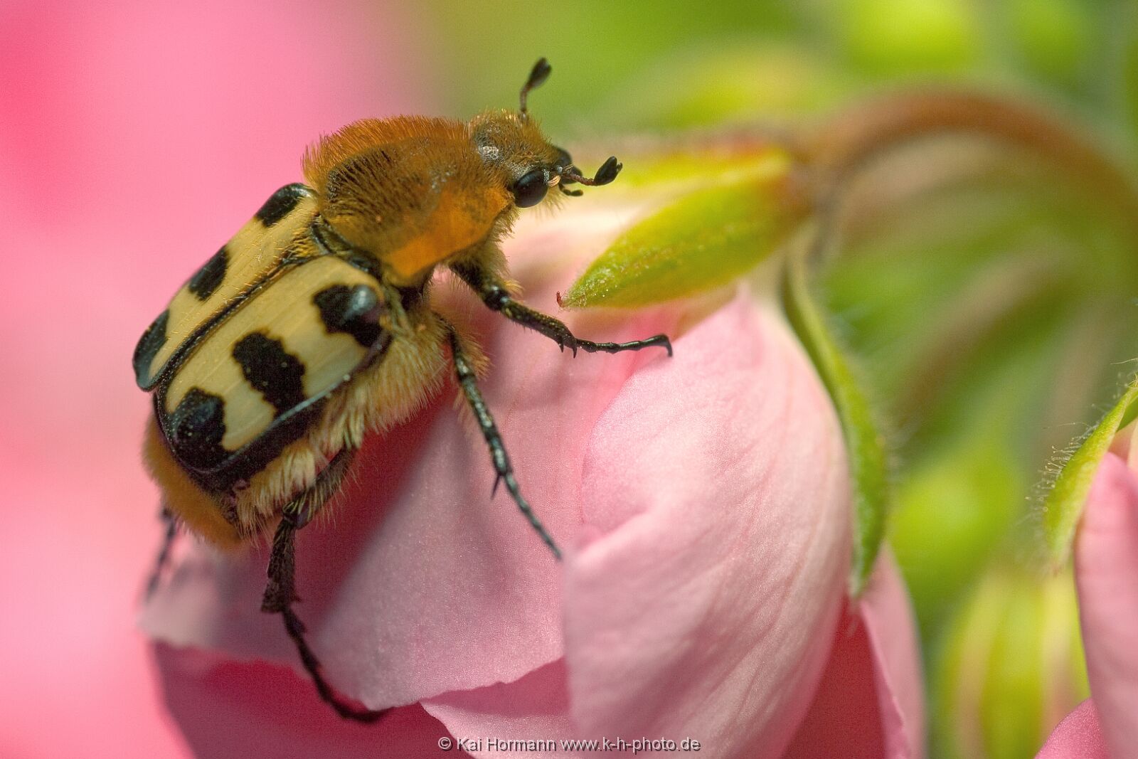 insekten-makro-040 Heimische Insekten, Asseln und Spinnen.
