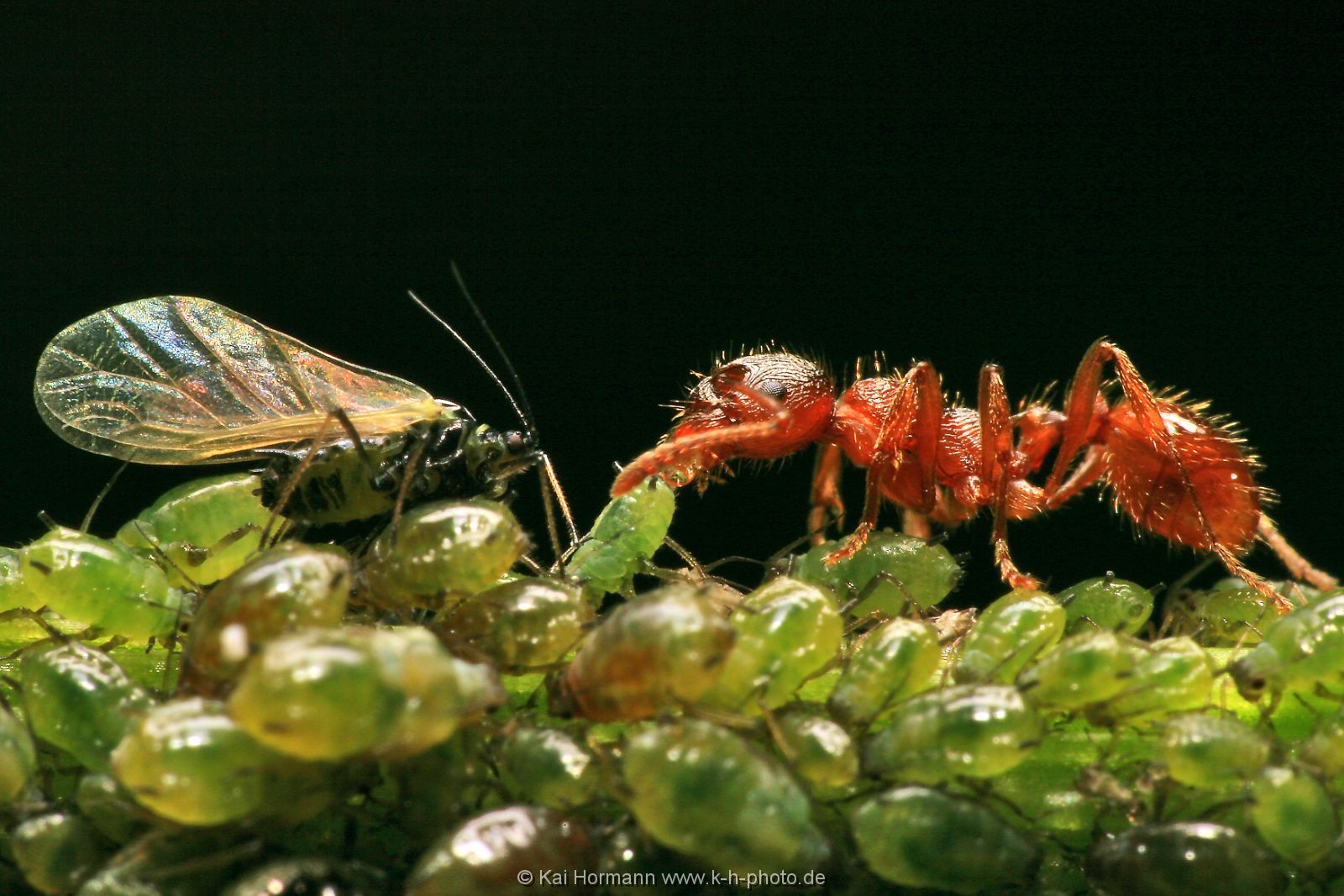 insekten-makro-050 Heimische Insekten, Asseln und Spinnen.