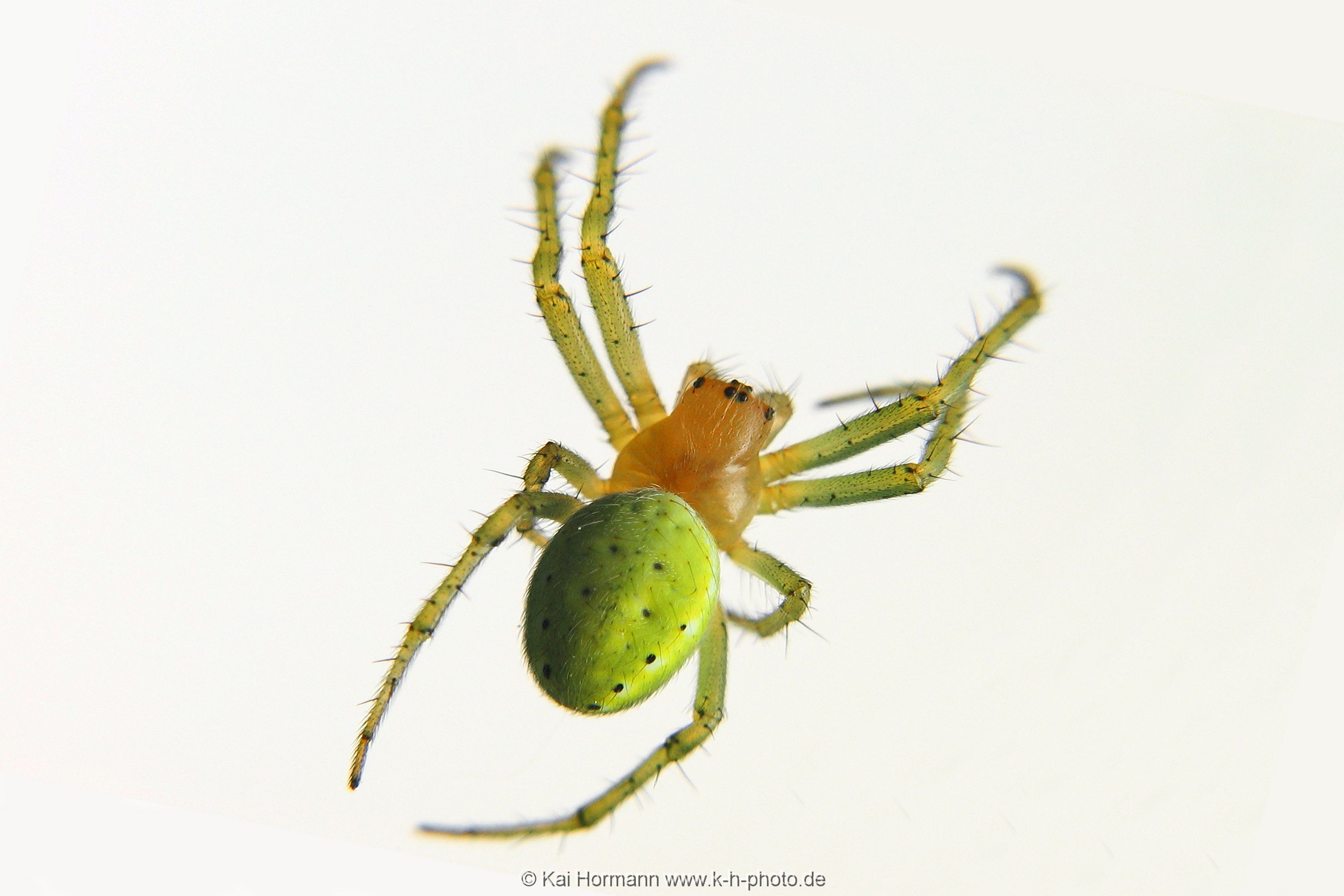 insekten-makro-052 Heimische Insekten, Asseln und Spinnen.