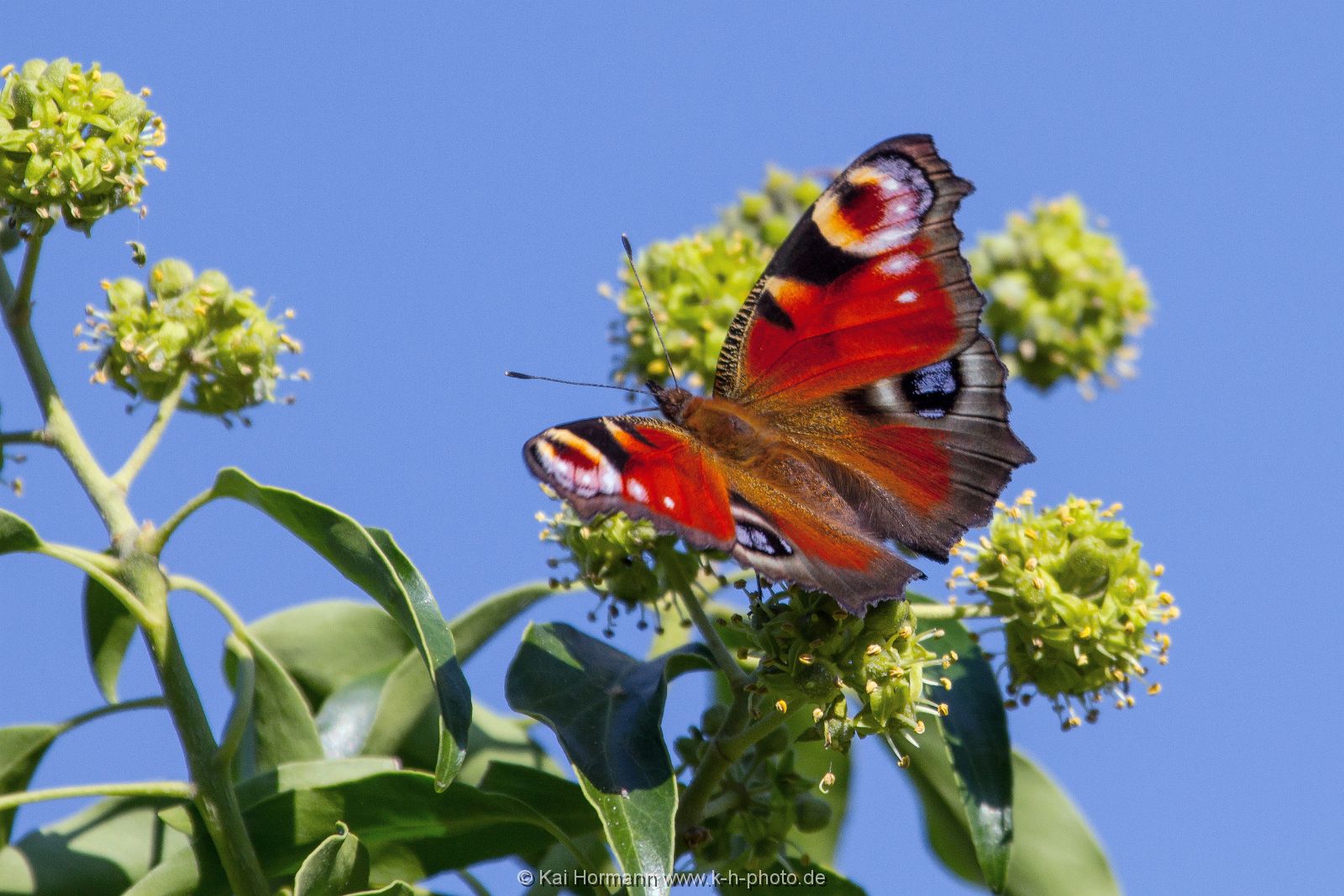 Insekten Heimische Insekten, Asseln und Spinnen.