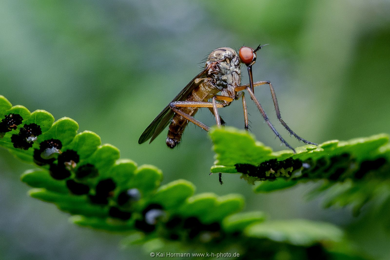 Insekten Heimische Insekten, Asseln und Spinnen.