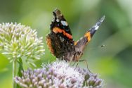 Insekten Heimische Insekten, Asseln und Spinnen.