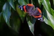 Insekten Heimische Insekten, Asseln und Spinnen.