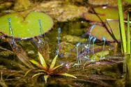 Insekten Heimische Insekten, Asseln und Spinnen.