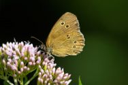 Insekten Heimische Insekten, Asseln und Spinnen.