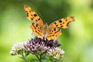 Insekten Heimische Insekten, Asseln und Spinnen.