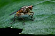 Insekten Heimische Insekten, Asseln und Spinnen.