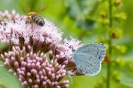 Insekten Heimische Insekten, Asseln und Spinnen.