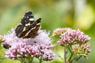 Insekten Heimische Insekten, Asseln und Spinnen.