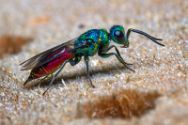 Insekten Heimische Insekten, Asseln und Spinnen.