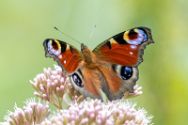 Insekten Heimische Insekten, Asseln und Spinnen.
