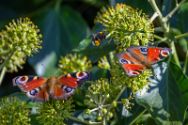 Insekten Heimische Insekten, Asseln und Spinnen.