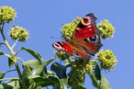 Insekten Heimische Insekten, Asseln und Spinnen.
