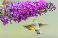 Taubenschwänzchen Nachtfalter Heimische Insekten, Asseln und Spinnen.