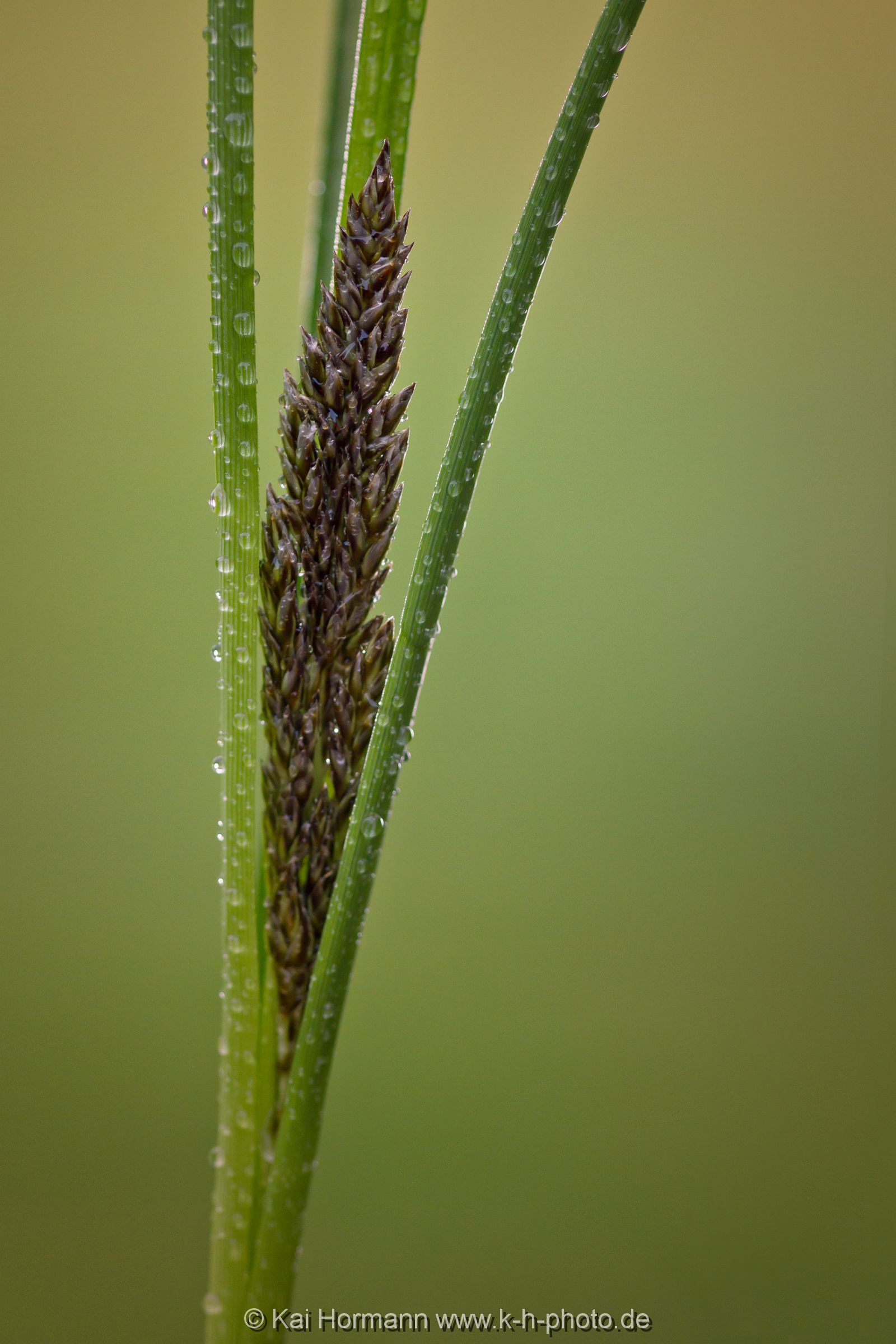 pfeifengras Pflanzen