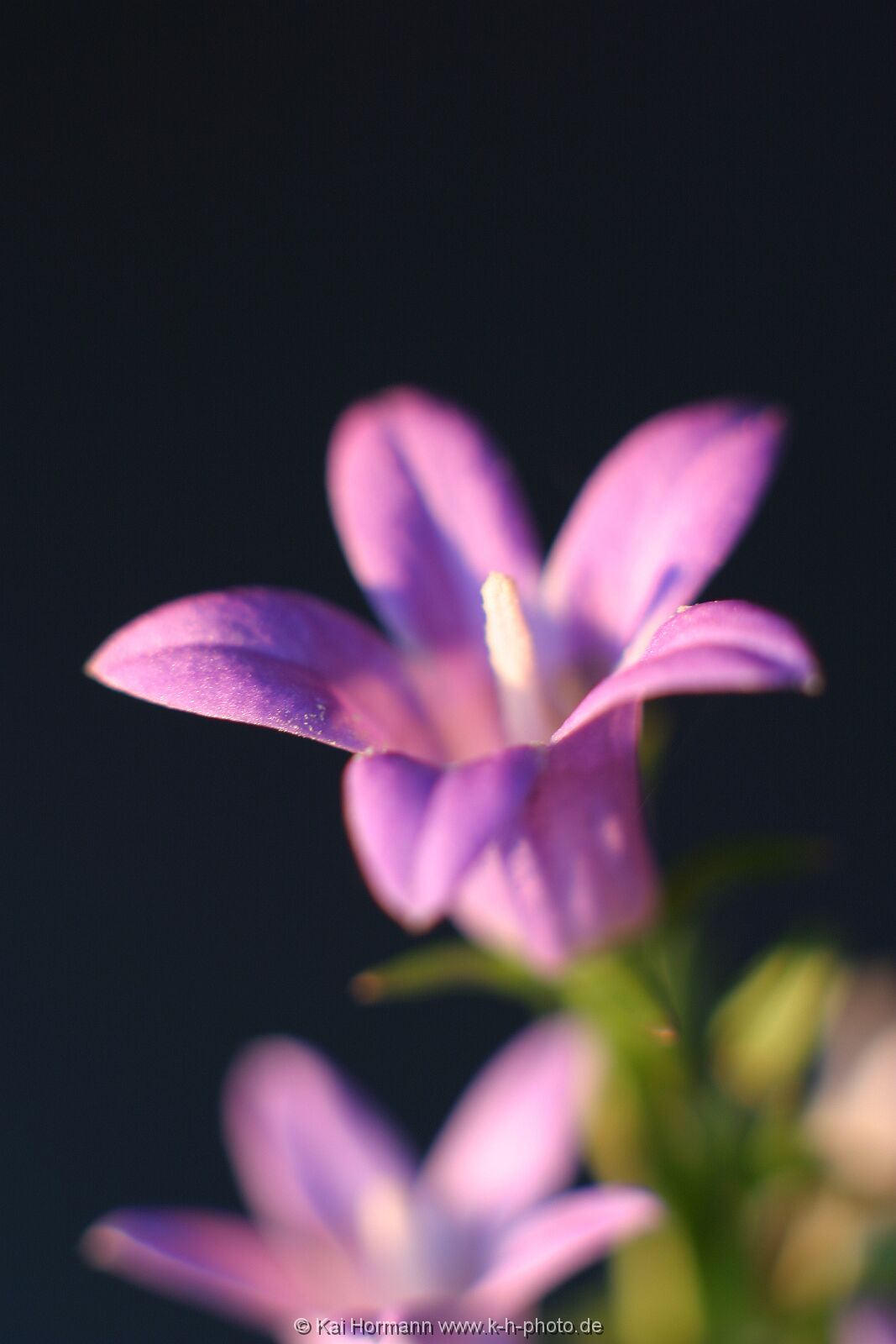 pflanzen-029 Pflanzen