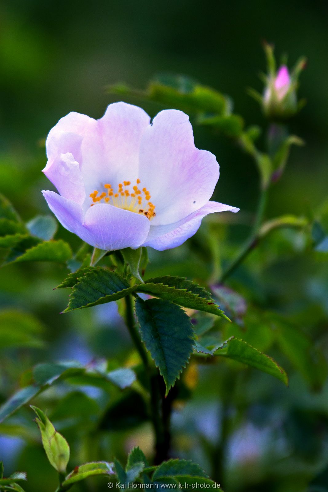 wildrose Pflanzen