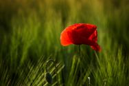 mohn Pflanzen