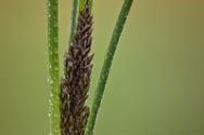 pfeifengras Pflanzen