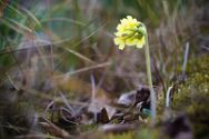 wilde-schluesselblume Pflanzen