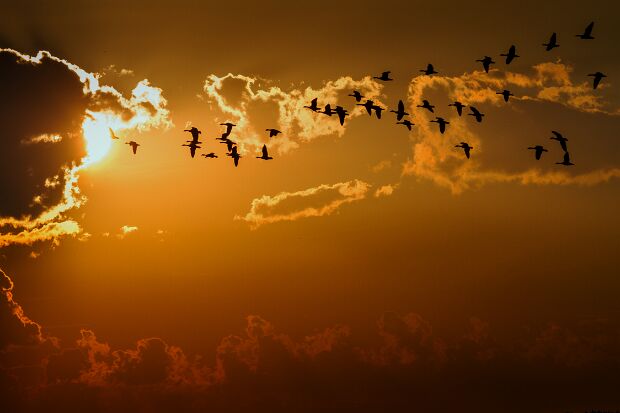 Freilebende Tiere Diverse Aufnahmen freilebender Tiere. © Kai Hormann www.k-h-photo.de