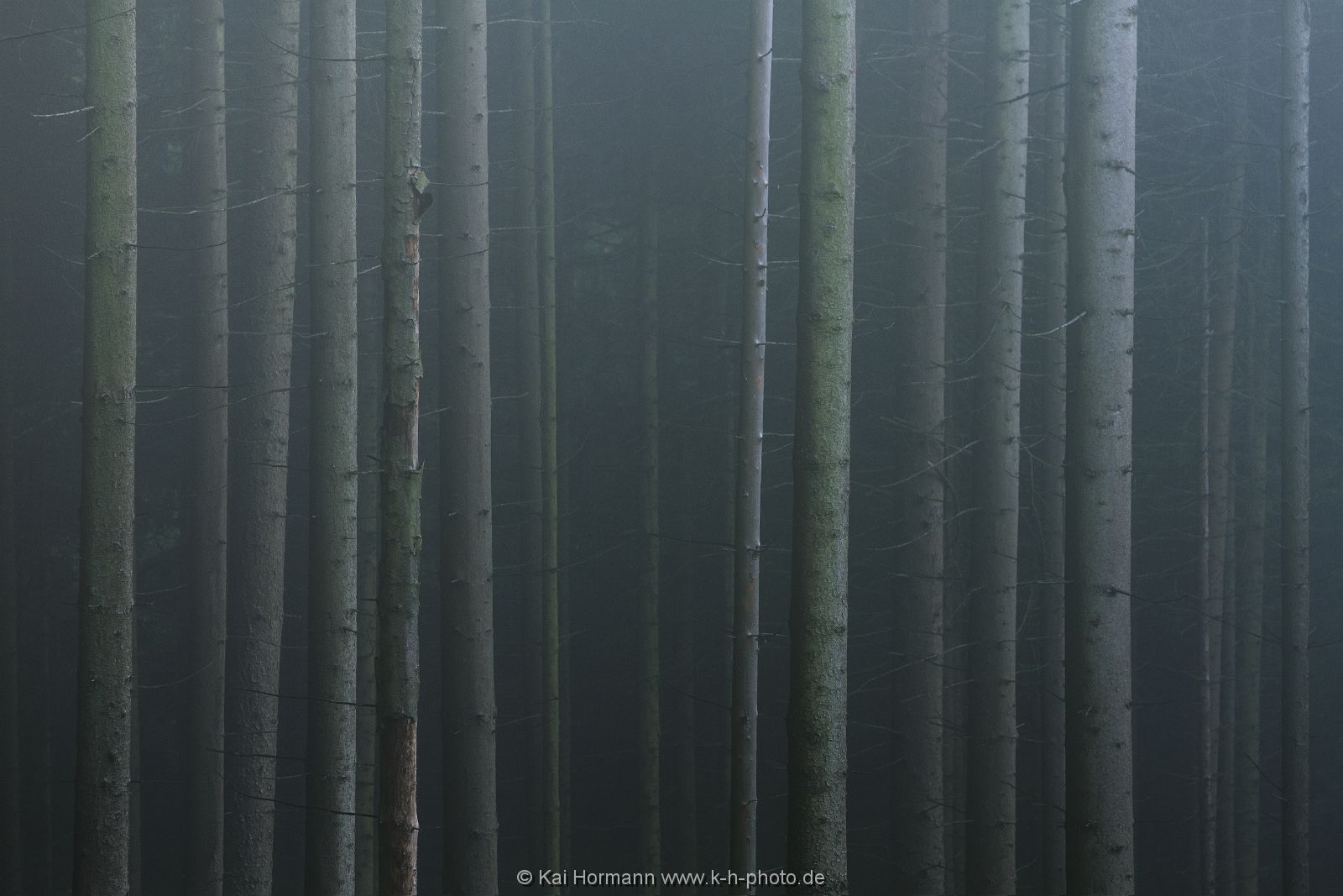 barcode-des-waldes Das Wiehengebirge.