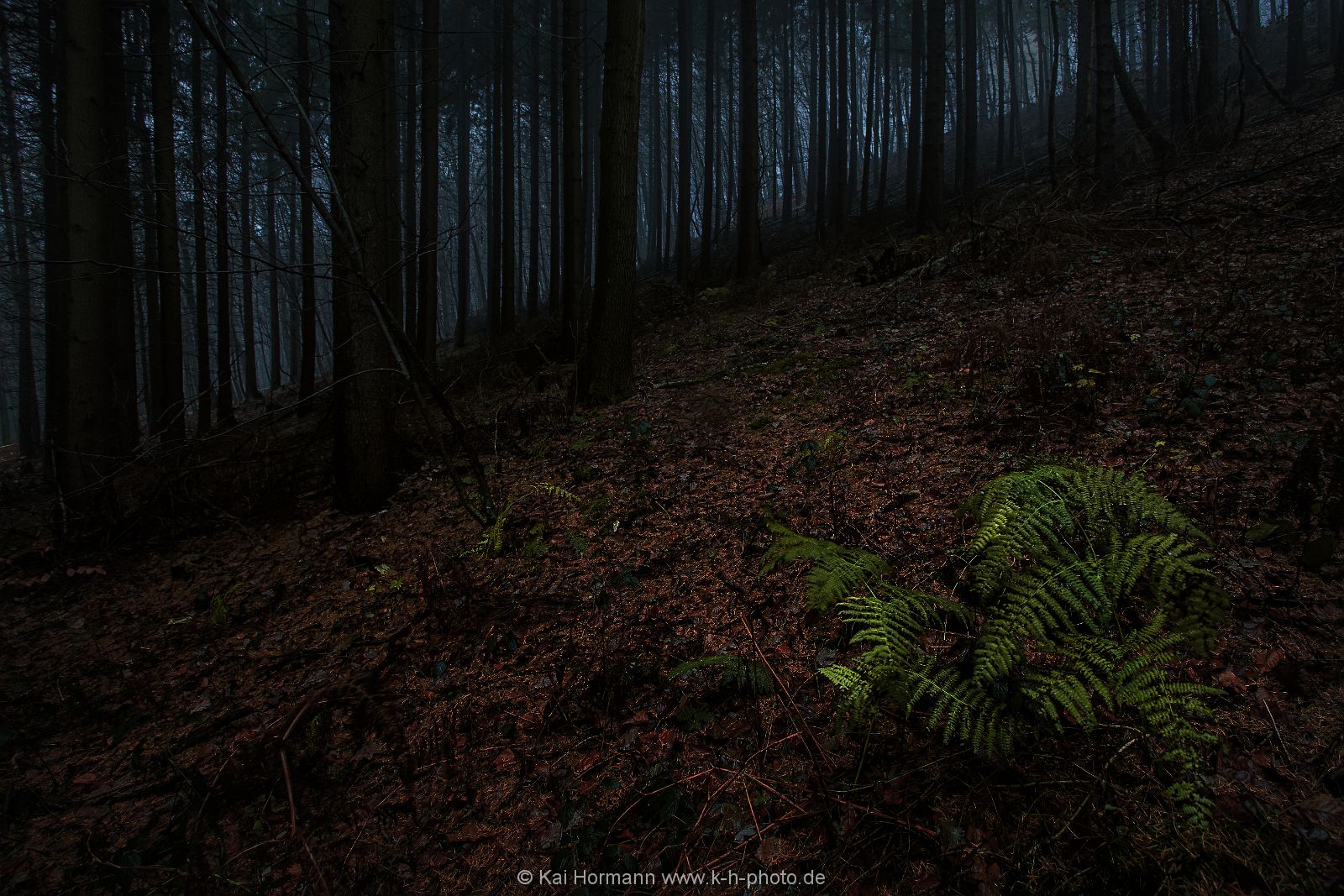 daemmerung-im-wald Das Wiehengebirge.