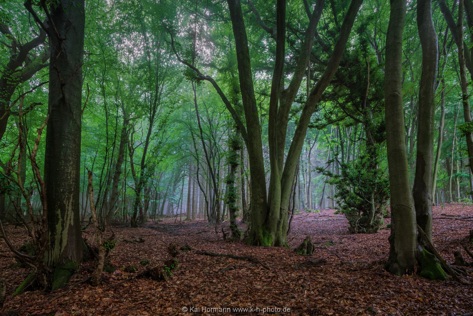 der-wald-nach-einem-sommerregen Das Wiehengebirge.