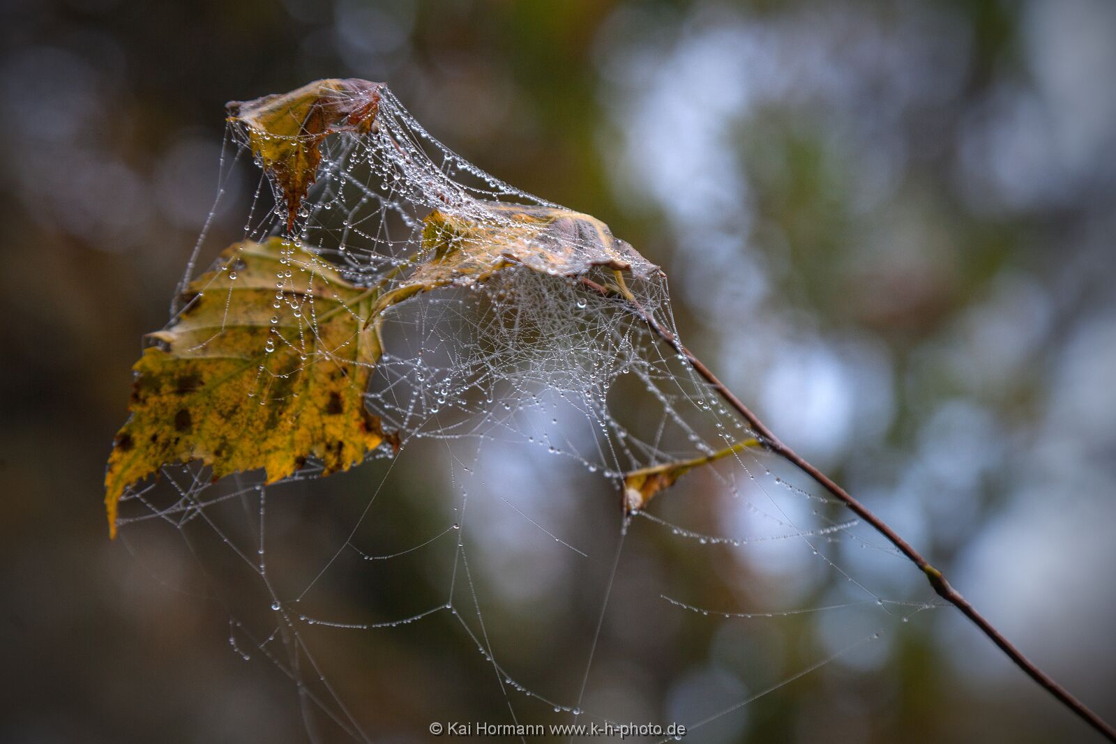 herbst-im-wiehengebirge-2016-13 Das Wiehengebirge.