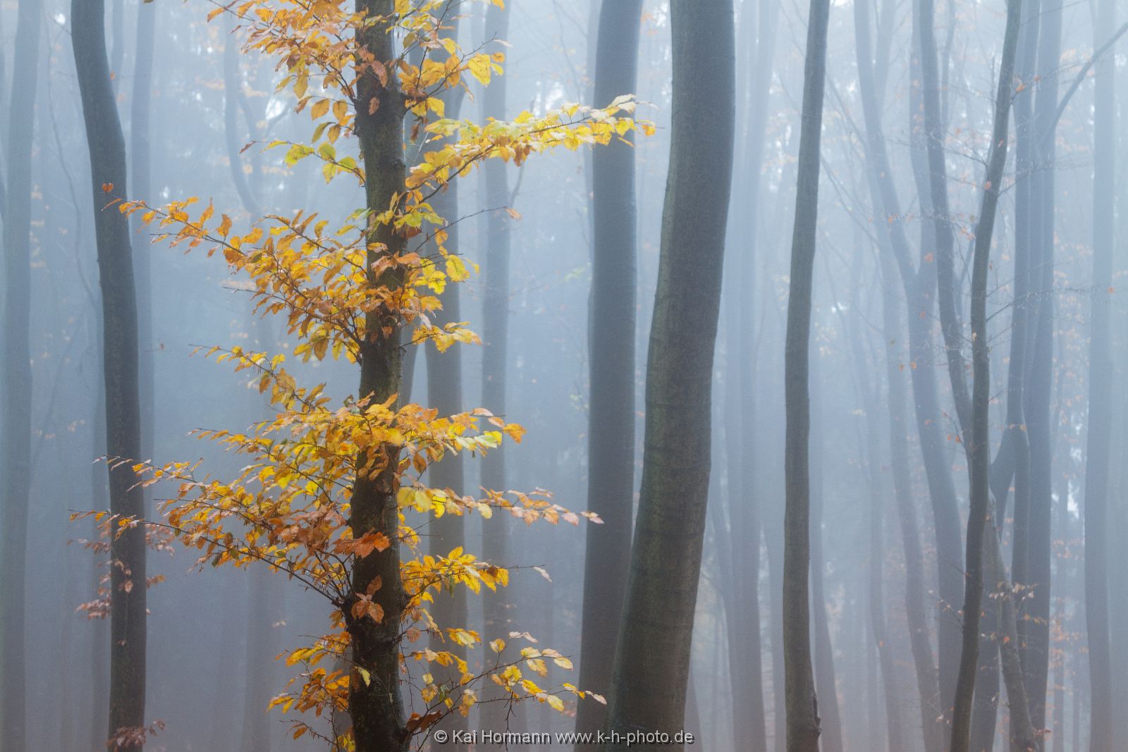 herbstlaub-2 Das Wiehengebirge.