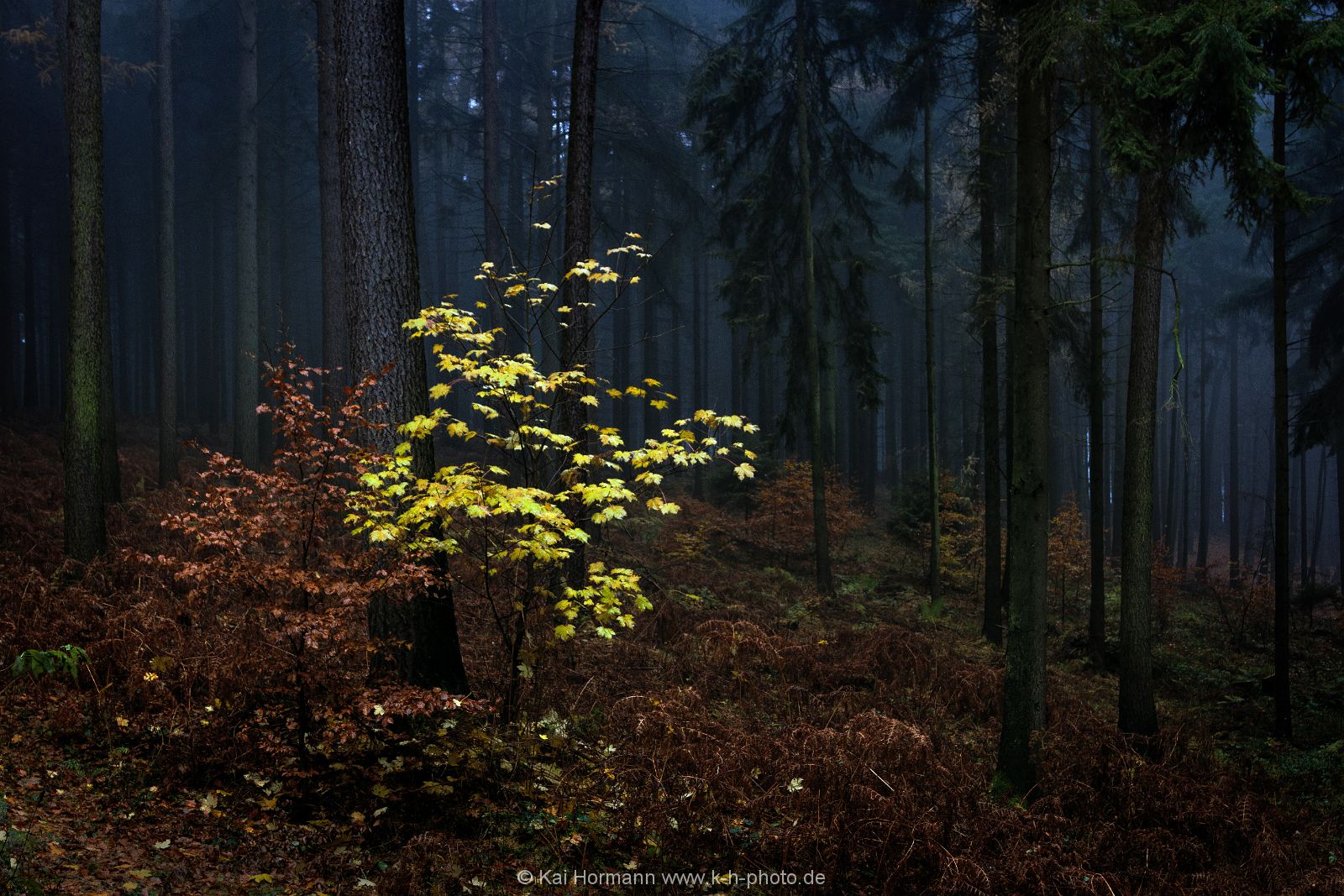 herbstlaub Das Wiehengebirge.