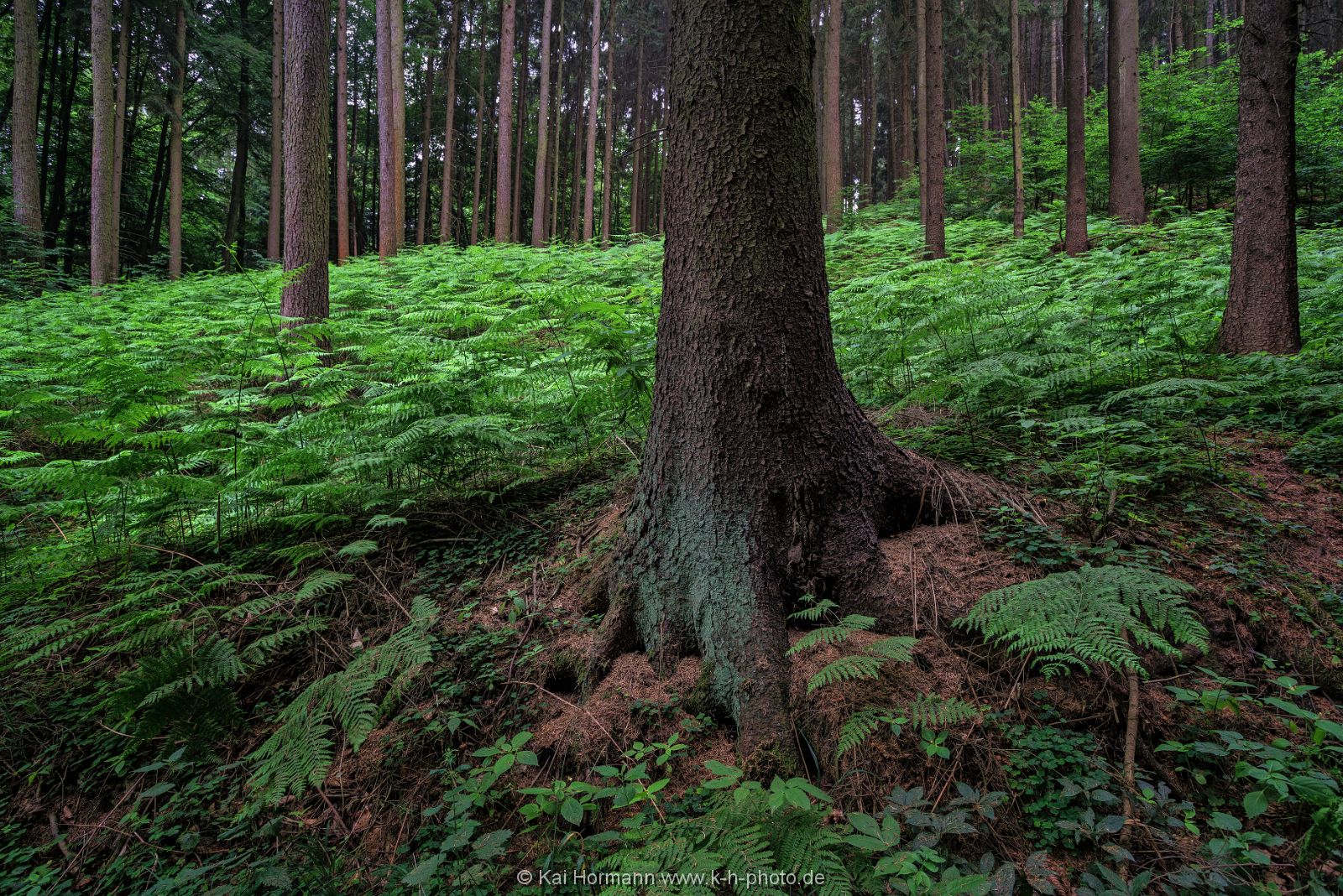 lichtung Das Wiehengebirge.