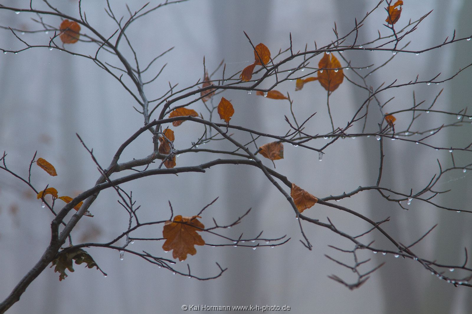 novembernebel-2013-3 Das Wiehengebirge.