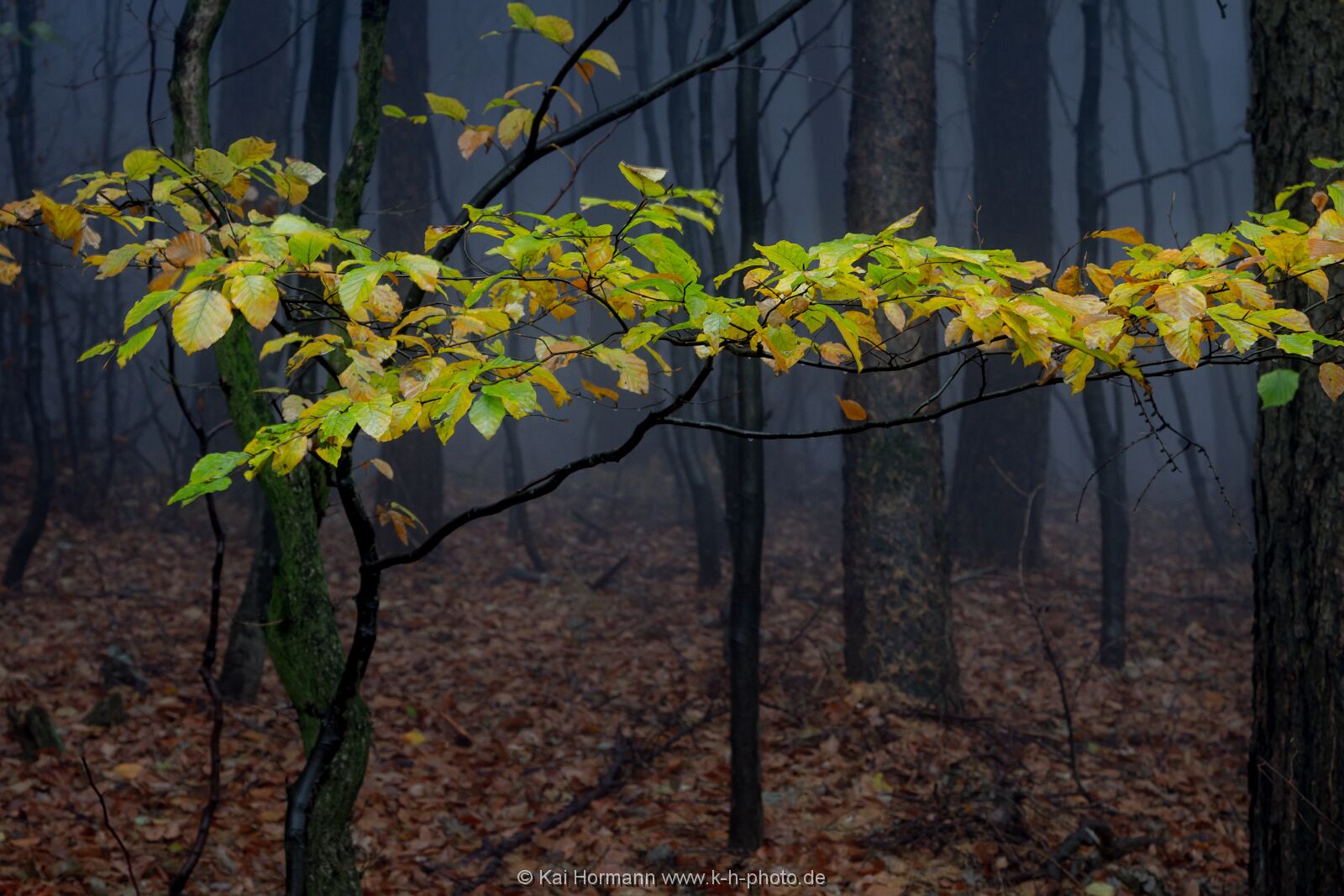 novembernebel-2013-5 Das Wiehengebirge.