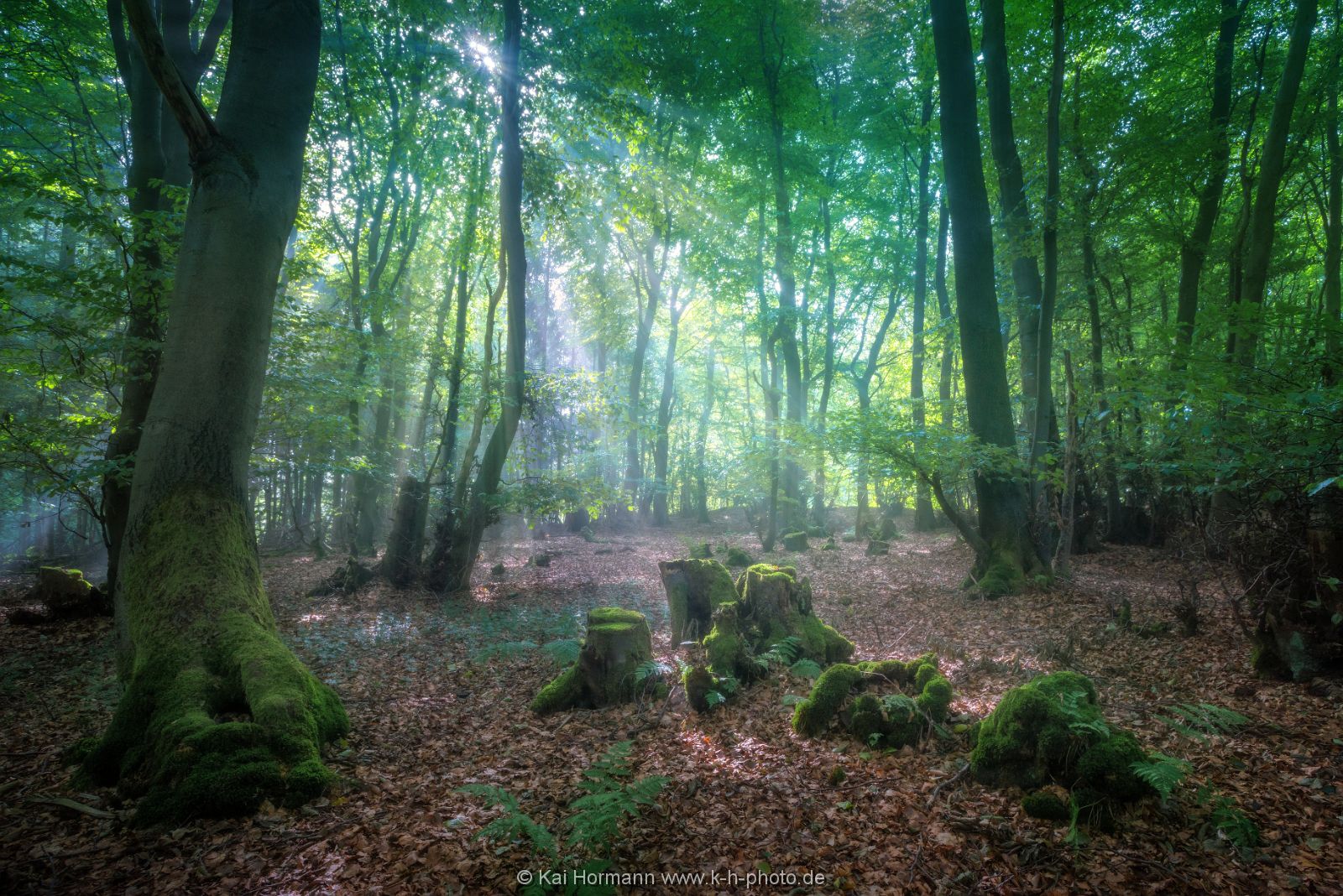 septemberwald Das Wiehengebirge.